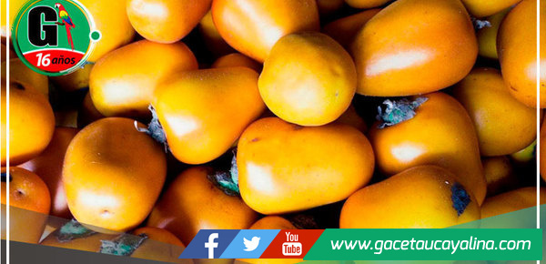 En Loreto elaboran bebida de cocona que ayuda a combatir las enfermedades cardiovasculares