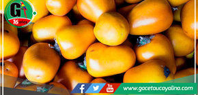 En Loreto elaboran bebida de cocona que ayuda a combatir las enfermedades cardiovasculares