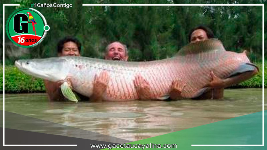Veda de paiche busca asegurar la conservación de esta especie emblemática
