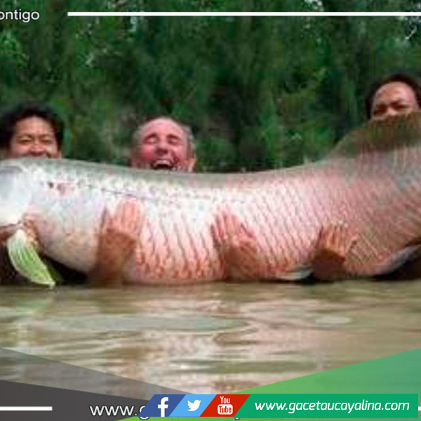 Veda de paiche  busca asegurar la conservación de esta especie emblemática 