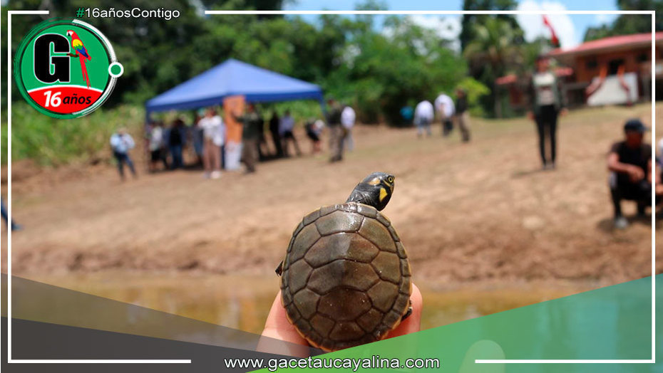 Liberan 3,200 taricayas en laguna Tipischa de Loreto