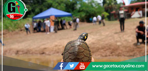 Liberan 3,200 taricayas en laguna Tipischa de Loreto 