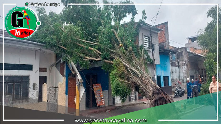 Fuertes vientos dañan techos, provocan caída de árbol en Iquitos