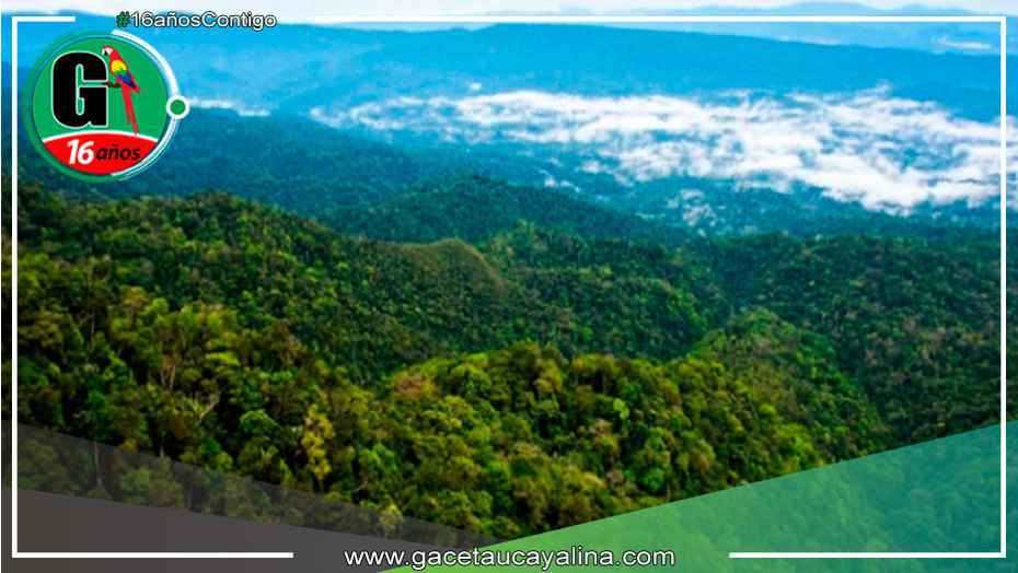 Parque Nacional Cordillera Azul intensifica vigilancia