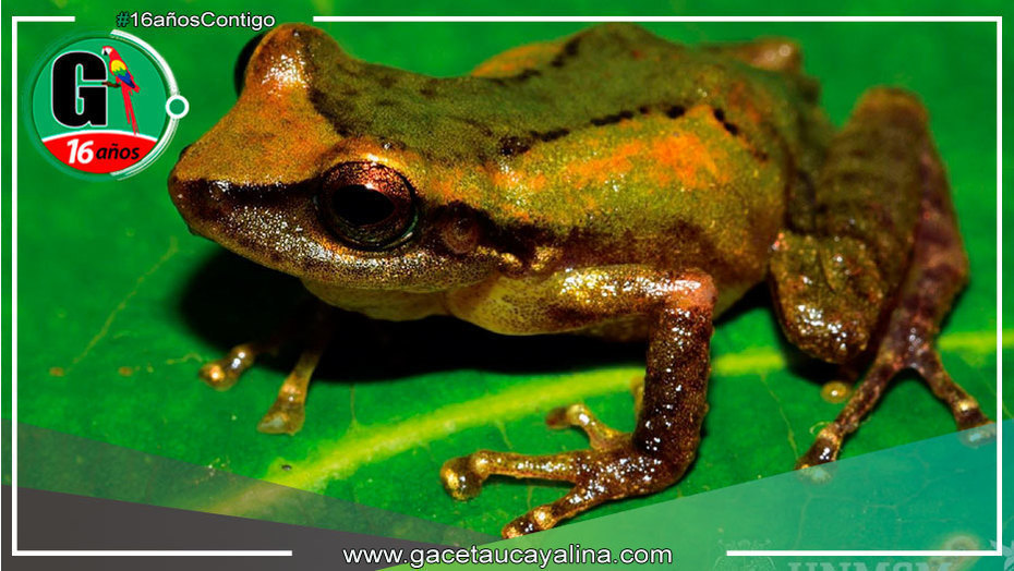 Equipo de biólogos descubre una nueva especie de rana de lluvia