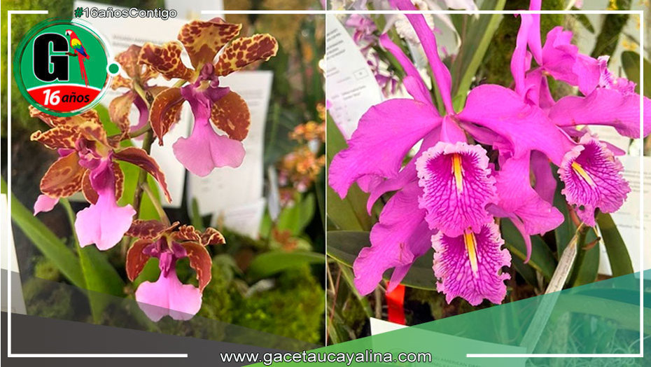San Martín exhibe sus mejores variedades de orquídeas en exposición internacional