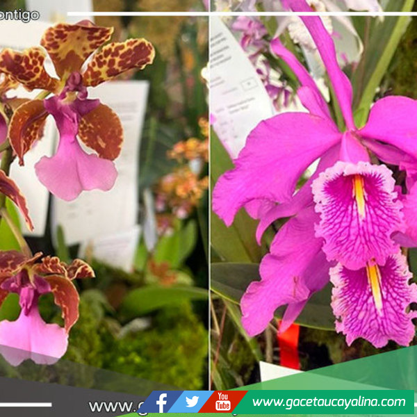 San Martín exhibe sus mejores variedades de orquídeas en exposición internacional