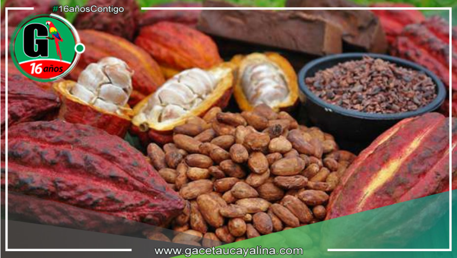 Cacao del Alto Mayo: Sabor y aroma de la selva peruana