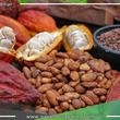 Cacao del Alto Mayo: Sabor y aroma de la selva peruana