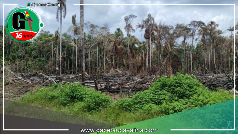 Deforestación en San Martín se dispara, superando las 280 mil hectáreas en 2020