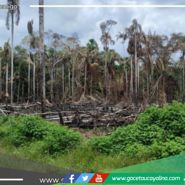 Deforestación en San Martín se dispara, superando las 280 mil hectáreas en 2020