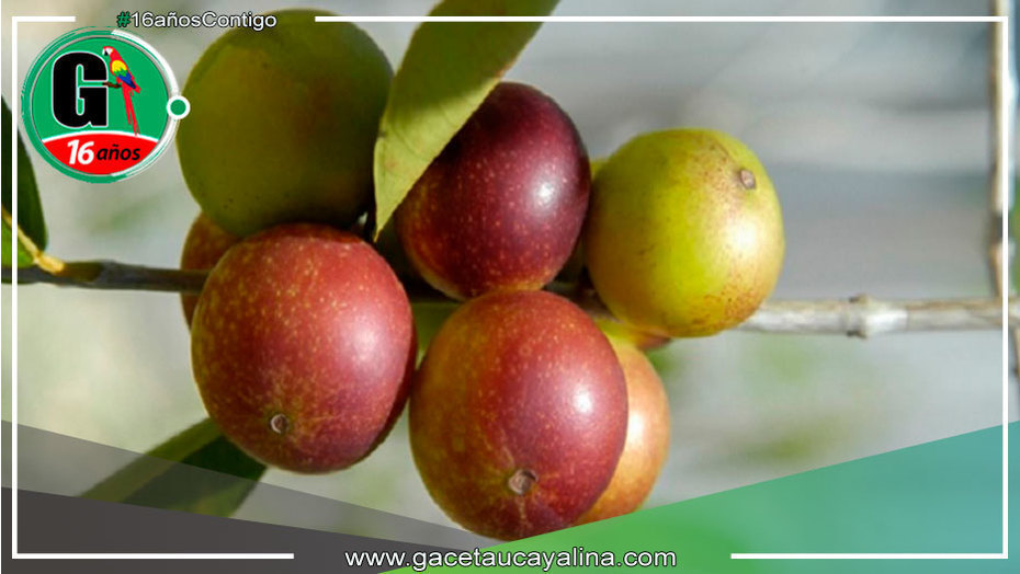 Comunidades amazónicas conservan bosques aprovechando el camu camu
