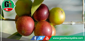 Comunidades amazónicas conservan bosques aprovechando el camu camu