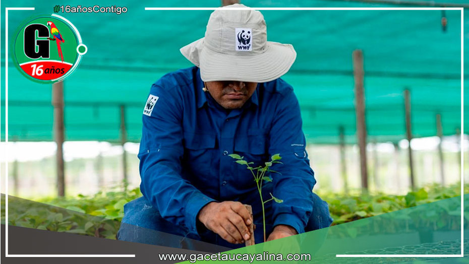 Madre de Dios: sembrarán 126,000 plantas de especies nativas