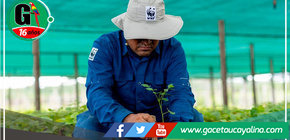 Madre de Dios: sembrarán 126,000 plantas de especies nativas