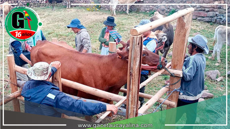Hasta en 50 % se incrementará la producción de leche y carne de res en Madre de Dios
