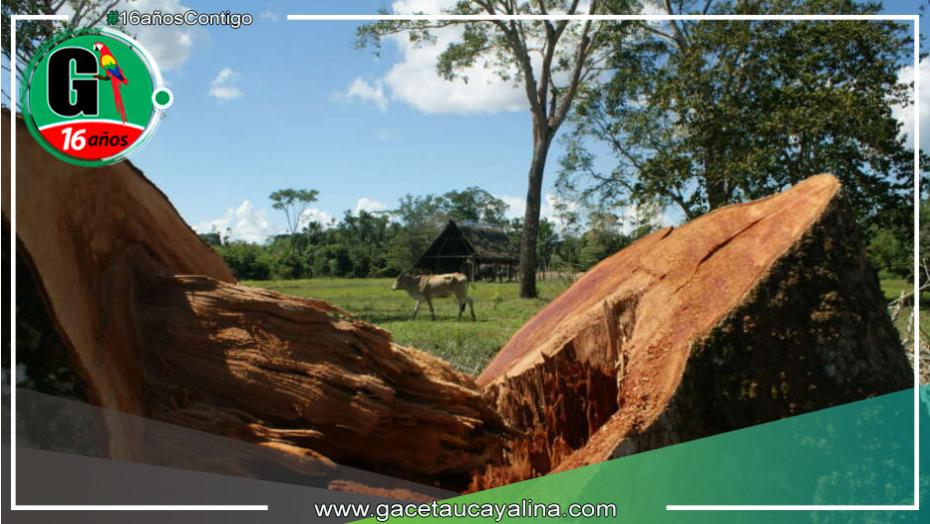 Expertos advierten que la amazonía se encuentra al borde del colapso con una deforestación del 20%