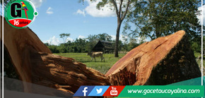 Expertos advierten que la amazonía se encuentra al borde del colapso con una deforestación del 20%