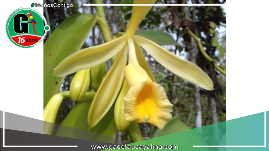 San Martín impulsa el cuidado sostenible de la exquisita Vanilla Pompona