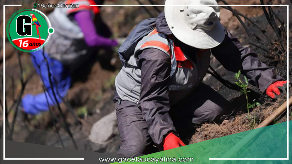 Gore Cusco inicia campaña de forestación de 2 millones de árboles