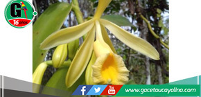 San Martín impulsa el cuidado sostenible de la exquisita Vanilla Pompona 