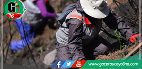 Gore Cusco inicia campaña de forestación de 2 millones de árboles