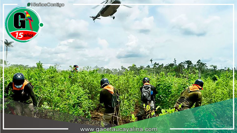 Erradican más de 250 hectáreas de cultivos ilegales de hoja de coca en una semana en Pucallpa