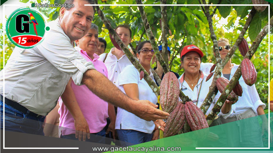 El cacao ucayalino ejemplo de desarrollo sostenible para la recuperación de los suelos degradados