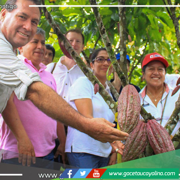 El cacao ucayalino ejemplo de desarrollo sostenible para la recuperación de los suelos degradados