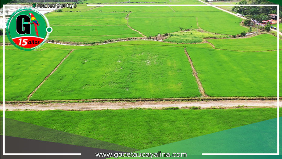 Presentan a Ministra de Agricultura proyectos para siembra de arroz bajo riego