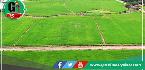 Presentan a Ministra de Agricultura proyectos para siembra de arroz bajo riego