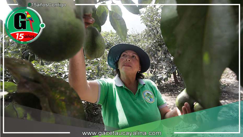 Serfor establece el bosque local "Alto Ineca" en la provincia de Padre Abad