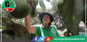 Serfor establece el bosque local "Alto Ineca" en la provincia de Padre Abad 