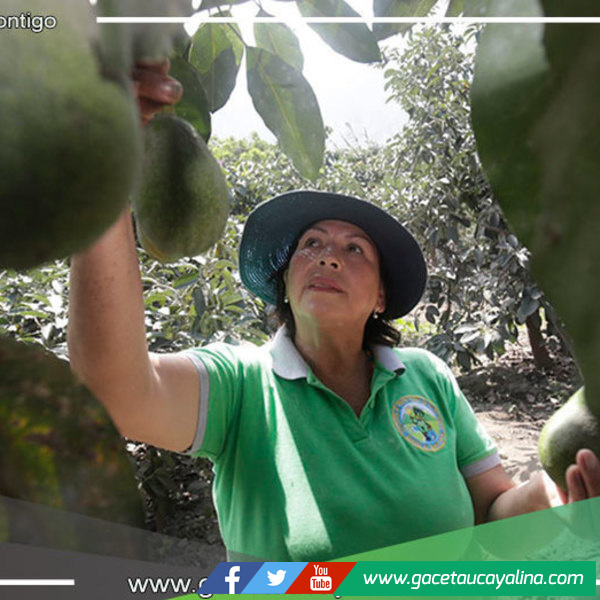 Serfor establece el bosque local "Alto Ineca" en la provincia de Padre Abad 