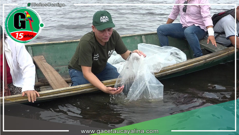 Repoblan con más de 3 mil peces de la especie “Paco” Laguna de Cashibococha