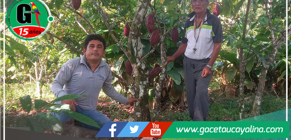 En Campo Verde ejecutan Proyecto Productivo de Cacao en Cosecha y Post Cosecha 
