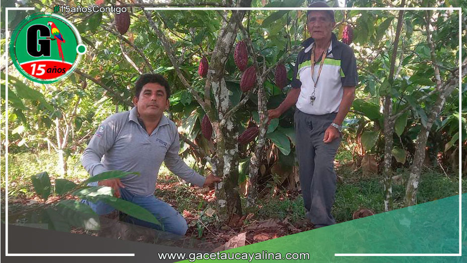 En Campo Verde ejecutan Proyecto Productivo de Cacao en Cosecha y Post Cosecha