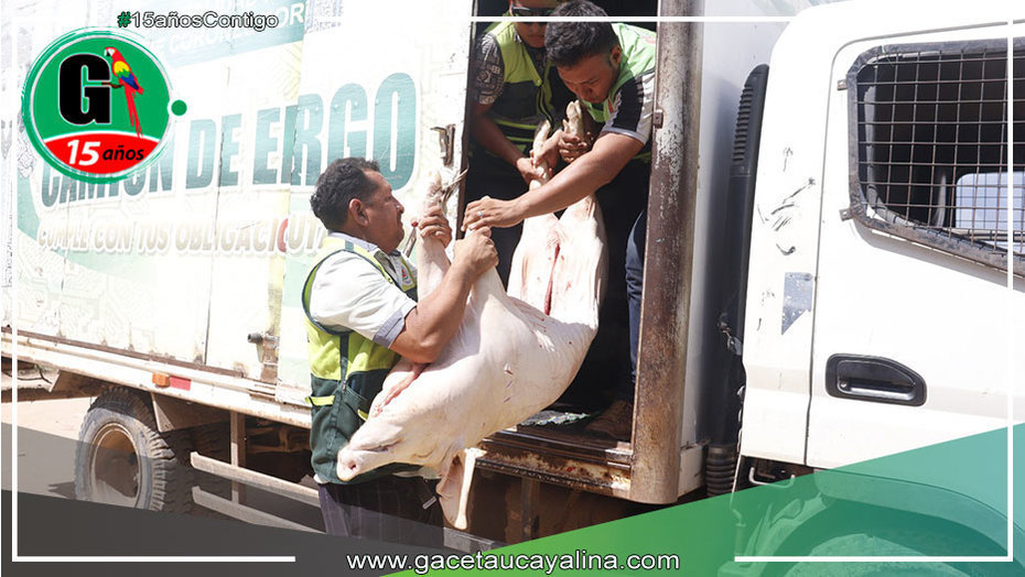 Municipalidad de Coronel Portillo decomisa carnes de porcina de dudosa procedencia