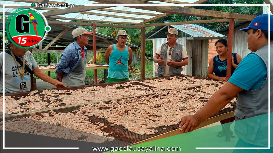 En Campo Verde capacitan a productores en el manejo productivo, cosecha y pos cosecha del cultivo Cacao