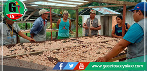 En Campo Verde capacitan a productores en el manejo productivo, cosecha y pos cosecha del cultivo Cacao