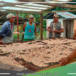 En Campo Verde capacitan a productores en el manejo productivo, cosecha y pos cosecha del cultivo Cacao