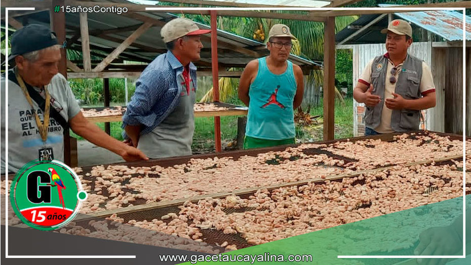 Proyecto Cacao continúa fortaleciendo las técnicas de cosecha y post cosecha en los módulos demostrativos en Campo Verde