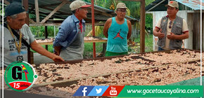 Proyecto Cacao continúa fortaleciendo las técnicas de cosecha y post cosecha en los módulos demostrativos en Campo Verde