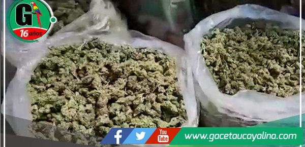 PNP erradica más de 40 hectáreas de marihuana en Huánuco