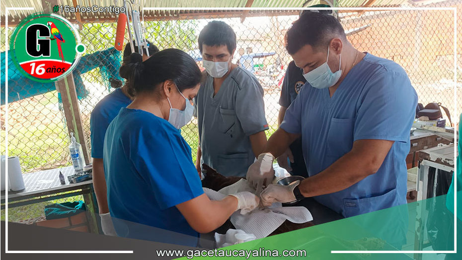 Centro Canino Municipal y colegio médico veterinario inician campaña interna de esterilización a canes albergados