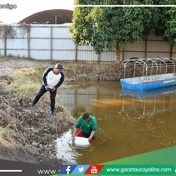 Alcalde John Salcedo Ríos promueve la crianza de peces en pozas municipales 