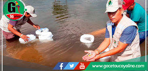 Municipalidad de Atalaya realiza transferencia de alevinos de paco a piscicultores en proyectos de reactivación económica