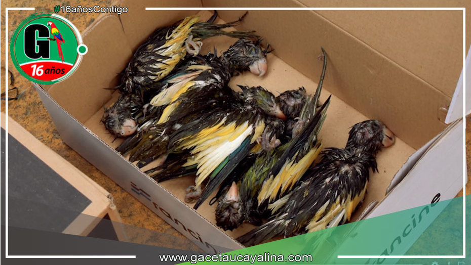 Operativo Policial en Ucayali Desarticula Banda Criminal y Recupera 600 Aves Silvestres