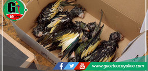 Operativo Policial en Ucayali Desarticula Banda Criminal y Recupera 600 Aves Silvestres