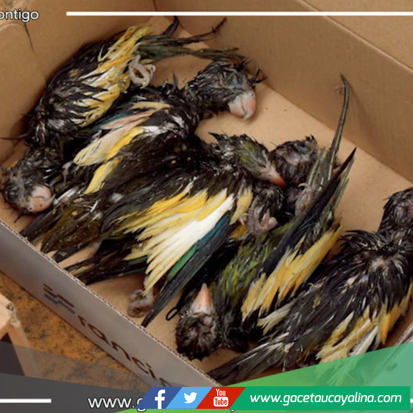 Operativo Policial en Ucayali Desarticula Banda Criminal y Recupera 600 Aves Silvestres